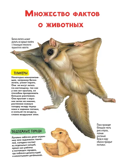 Животные - фото 4