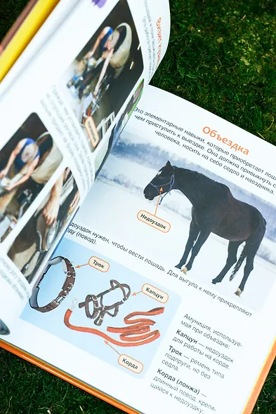 Лошади - фото 10