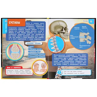 Энциклопедия с развивающими заданиями. Хочу все знать. Тело человека - фото 3