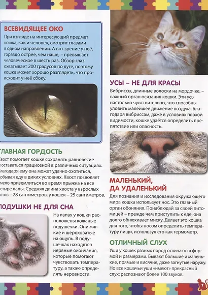 Моя первая книга о кошках и котятах. Детская энциклопедия - фото 4