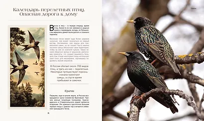 Тайная жизнь леса. Русская природа в фактах и зарисовках - фото 6