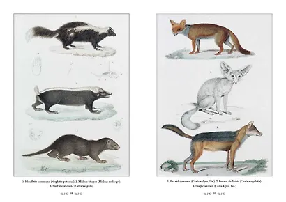 Царство животных. Позвоночные. Млекопитающие - фото 4