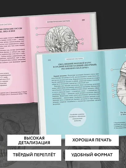 Популярный атлас анатомии человека. Анатомия Грея. 200 классических иллюстраций - фото 7