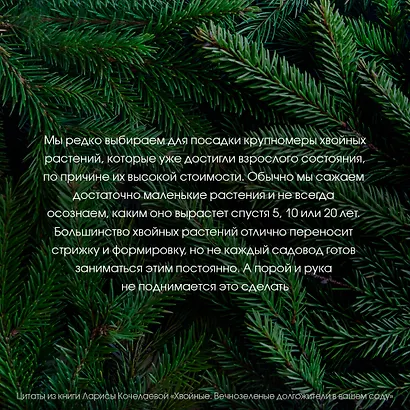 Энциклопедия хвойных растений. Вечнозелёные долгожители в вашем саду - фото 7