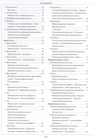 Атлас анатомии человека, изд 2025 - фото 3