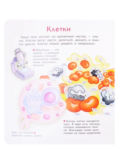 Что? Почему? Зачем? Наше тело. 36 волшебных окошек - фото 2