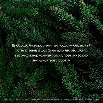 Энциклопедия хвойных растений. Вечнозелёные долгожители в вашем саду - фото 9