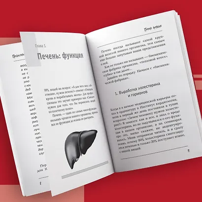 Печень. Все, что нужно знать о ее здоровье - фото 10