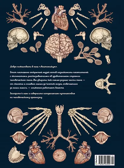 Анатомикум - фото 2