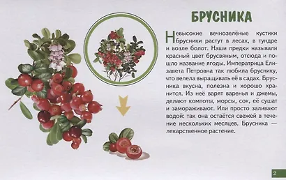 Лесные ягоды. Обучающие карточки - фото 3