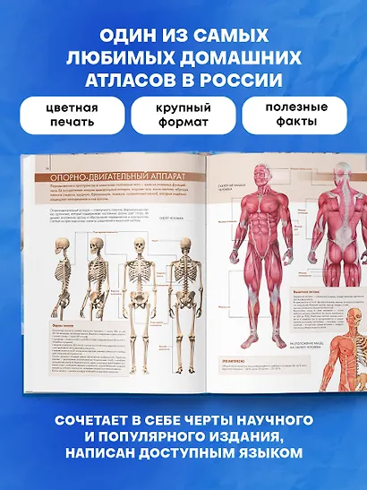 Анатомия человека: большой популярный атлас - фото 5