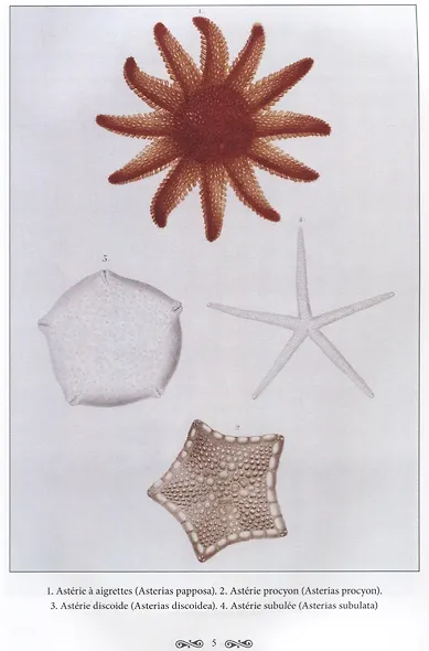 Ж. Л. Кювье. Царство животных. Лучистые - фото 2