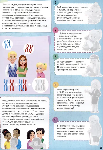 Атлас с наклейками. Тело человека - фото 4