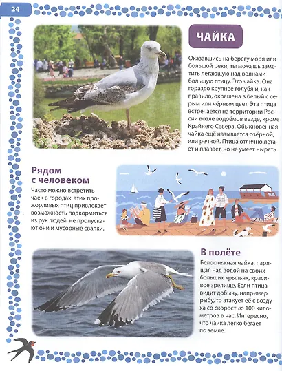 Птицы России. Детская энциклопедия - фото 4