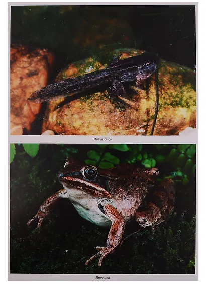 Рептилии и амфибии. Наглядно-дидактическое пособие. ФГОС - фото 4