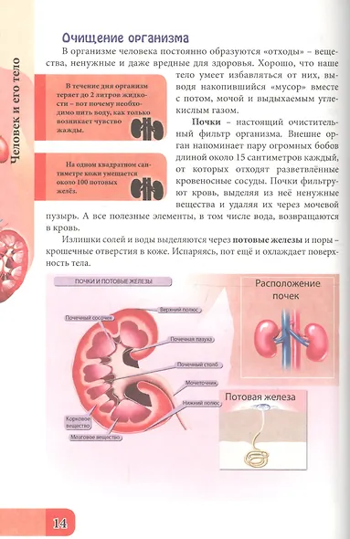 ЭНЦИКЛОПЕДИЯ. В МИРЕ ЗНАНИЙ. ЧЕЛОВЕК И ЕГО ТЕЛО - фото 5