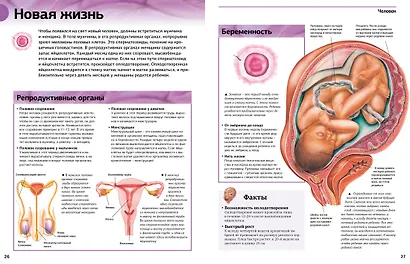 Гигантская энциклопедия школьника - фото 10