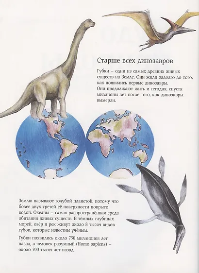 Чудо природы. История морской губки - фото 2
