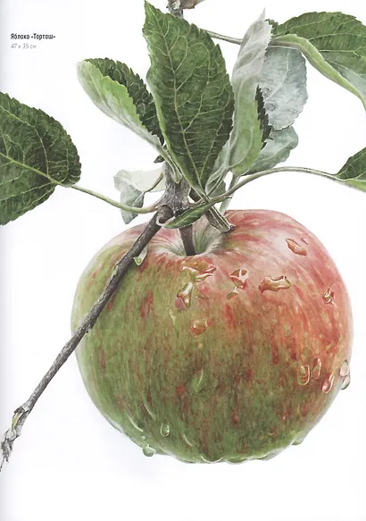 Волшебный мир Анны Мэйсон. Рисуем природу акварелью: Все секреты реалистичной живописи - фото 3