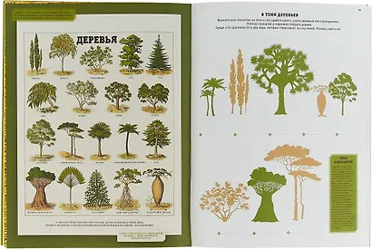Как устроен мир растений - фото 4
