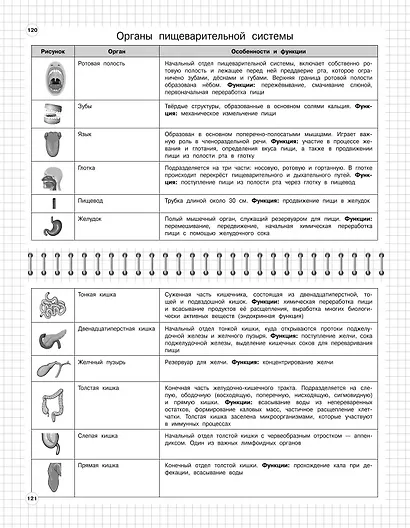 Биология. 5-11 классы. Школьный курс в наглядных таблицах - фото 7