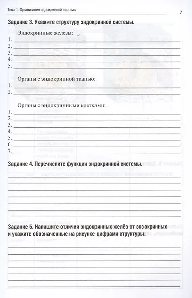 Анатомия человека. Спланхнология. Часть 6. Эндокринная, иммунная и лимфатическая системы. Тетрадь-практикум - фото 3