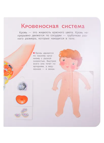 Что? Почему? Зачем? Наше тело. 36 волшебных окошек - фото 3