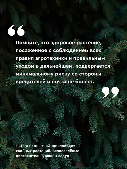 Энциклопедия хвойных растений. Вечнозелёные долгожители в вашем саду - фото 6