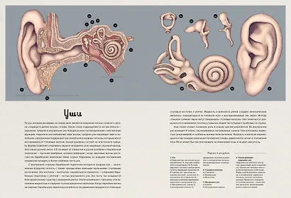 Анатомикум - фото 12