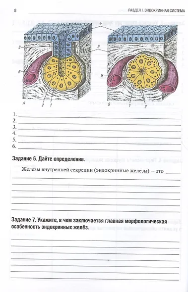 Анатомия человека. Спланхнология. Часть 6. Эндокринная, иммунная и лимфатическая системы. Тетрадь-практикум - фото 4