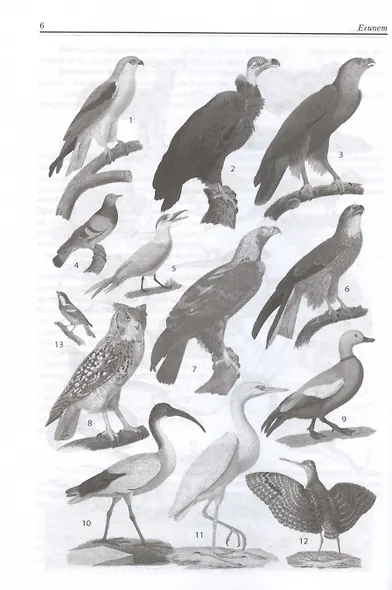 Египет. Культура, религия, архитектура Древнего Египта. Пятое издание, исправленное и дополненное - фото 10