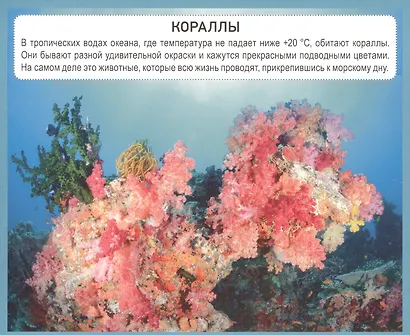 РАЗУМНЫЕ КАРТОЧКИ. ПОДВОДНЫЙ МИР - фото 5