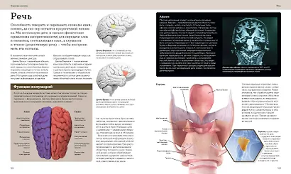 Анатомия человека. Визуальный гид по всем системам организма: норма и патологии - фото 15