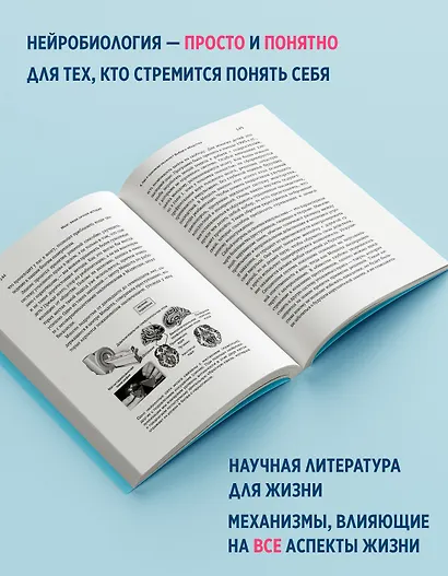 Мозг: ваша личная история - фото 4