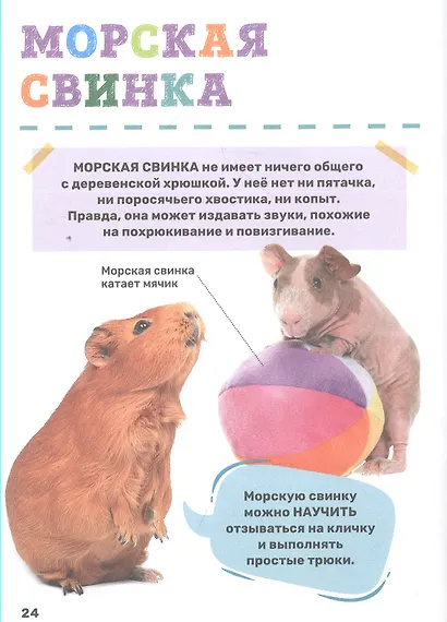 Домашние питомцы - фото 6