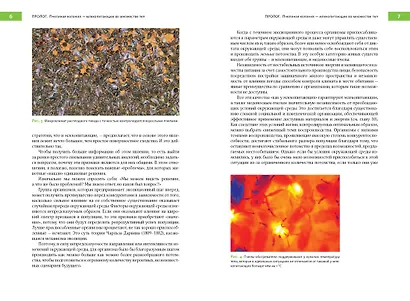 Феномен медоносной пчелы. Биология суперорганизма - фото 6