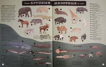 Высокая гора. Глубокий океан. Иллюстрированный сборник чудес природы - фото 4