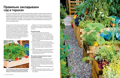 Сад и огород в горшках и контейнерах - фото 3