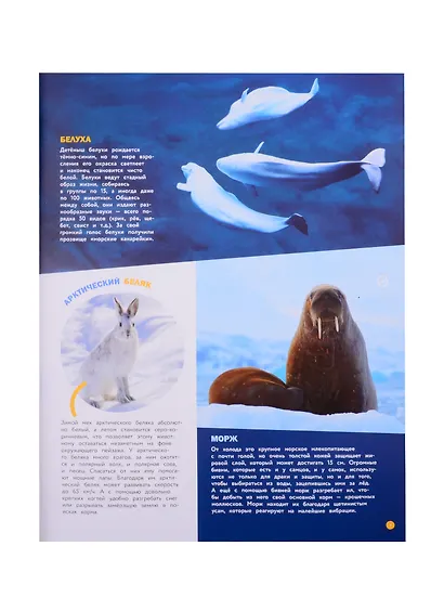 Энциклопедии c фото и видео приложениями. Животные - фото 6