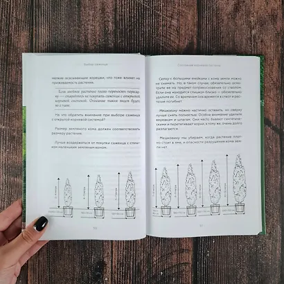 Энциклопедия хвойных растений. Вечнозелёные долгожители в вашем саду - фото 12