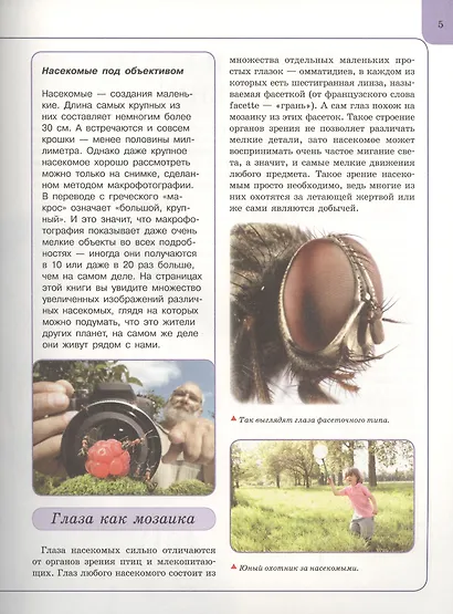 Насекомые - фото 6