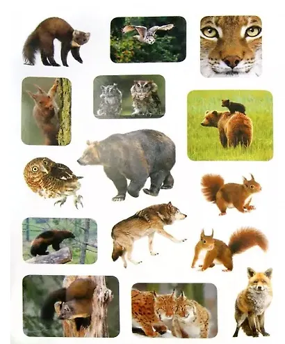 Животный мир России. Наклейки. Интересные факты. Карта зоопарка - фото 2