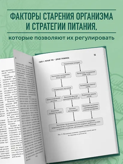 Кишечник долгожителя. 7 принципов диеты, замедляющей старение. 3-е издание - фото 5