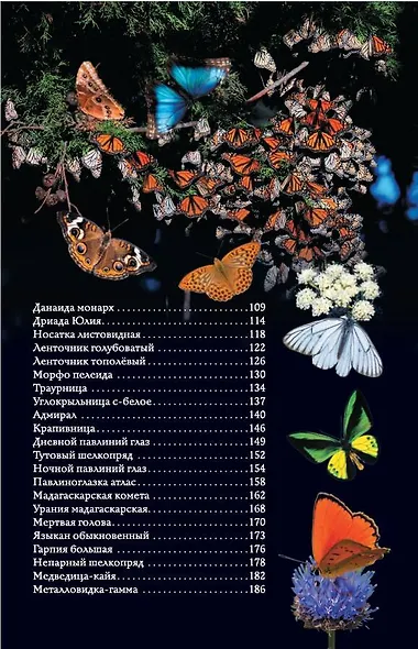 Бабочки. Иллюстрированный гид - фото 8
