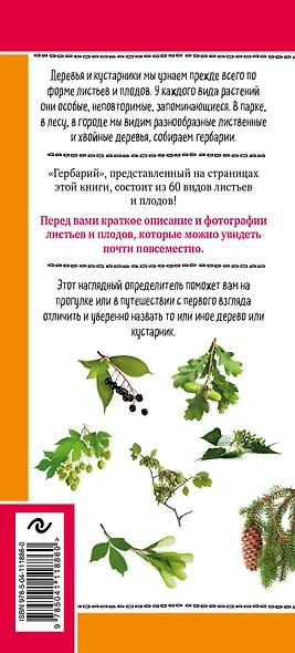 Листья деревьев. Как узнать растение. Наглядный карманный определитель - фото 2