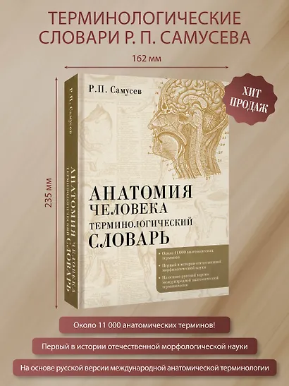 Анатомия человека.Терминологический словарь - фото 4