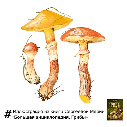 Грибы. Большая энциклопедия - фото 5