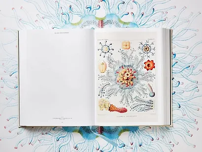 The Art and Science of Ernst Haeckel - фото 3