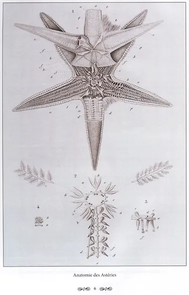 Ж. Л. Кювье. Царство животных. Лучистые - фото 3