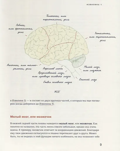 В моей голове. Как устроен мозг и зачем он нам нужен - фото 5